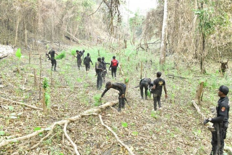 Ahead of polls, NDLEA storms Edo forest, destroys 72,286kgs skunk after gun battle