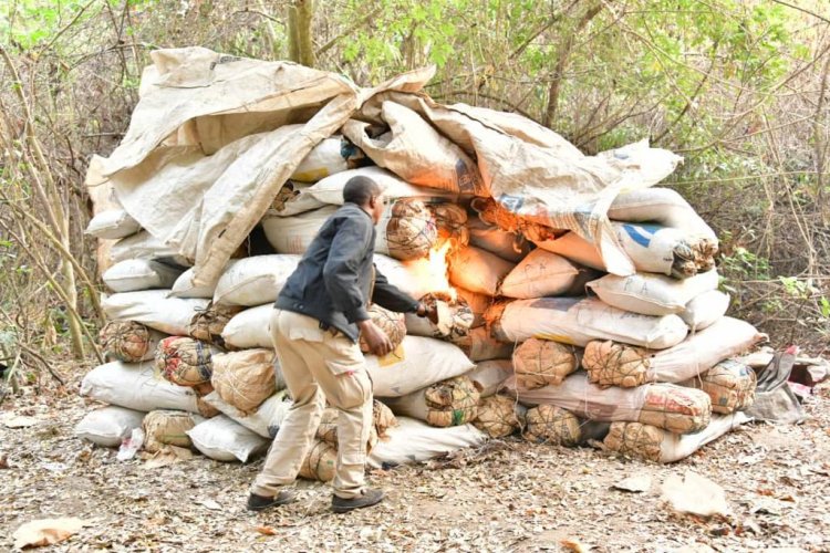 NDLEA storms Edo forests, razes 317 tons Cannabis warehouses, arrests 4