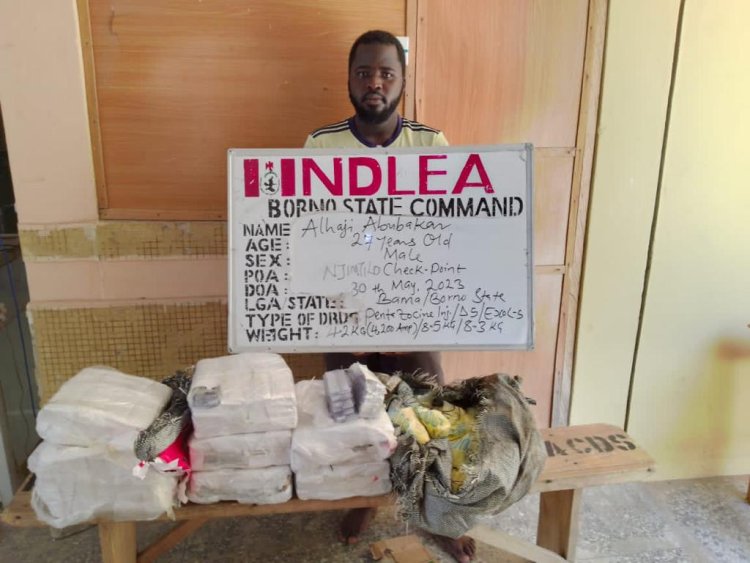 NDLEA destroys 3 tons of skunk in Edo forest, seizes 76.9kg Loud from Canada