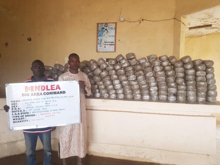 NDLEA destroys 3 tons of skunk in Edo forest, seizes 76.9kg Loud from Canada