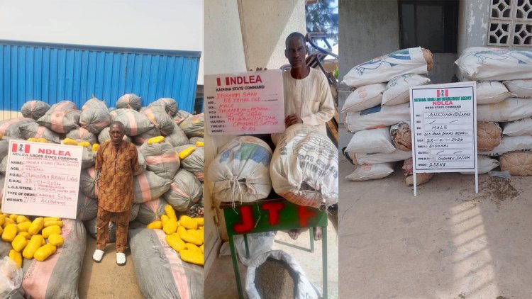 NDLEA intercepts 14.5 tons of Ghanaian Loud linked to wanted drug baron in Lagos